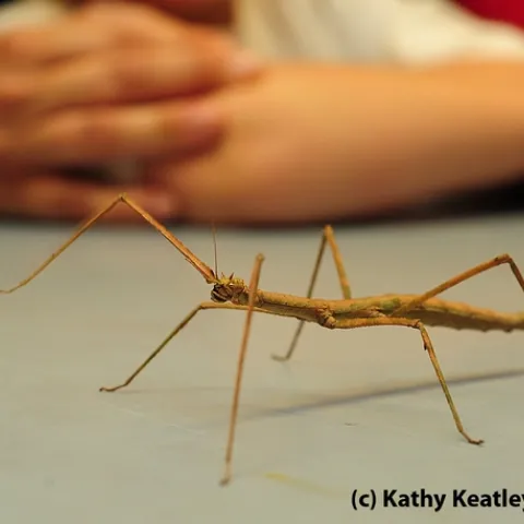 A walking stick at the Bohart Museum of Entomology. (Photo by Kathy Keatley Garvey)