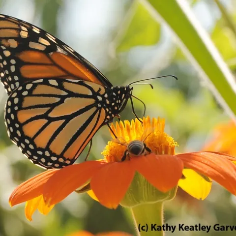 Monarch butterflly shares a Tithonia (Mexican sunflower) with a honey bee at the Haagen Dazs Honey Bee Haven, UC Davis, last summer. (Photo by Kathy Keatley Garvey)