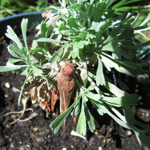 Grasshopper feeding on sagebrush. (Photo courtesy of Rick Karban)