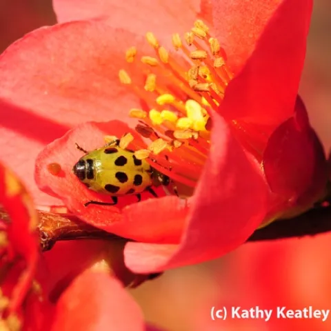 Spotted cucumber beetle inside flowering quince blossom. (Photo by Kathy Keatley Garvey)