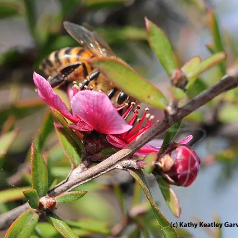 Honey bee on a New Zealand tea tree, Leptospermum scoparium keatleyi. (Photo by Kathy Keatley Garvey)