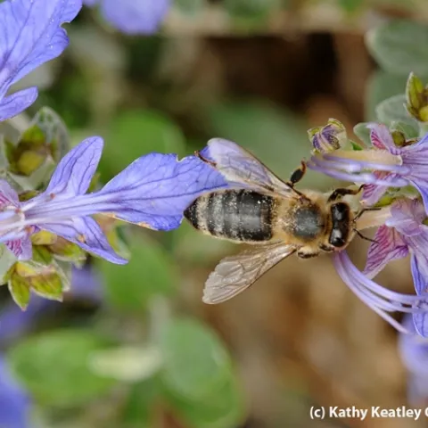 A honey bee navigating an azure bush germander. (Photo by Kathy Keatley Garvey)