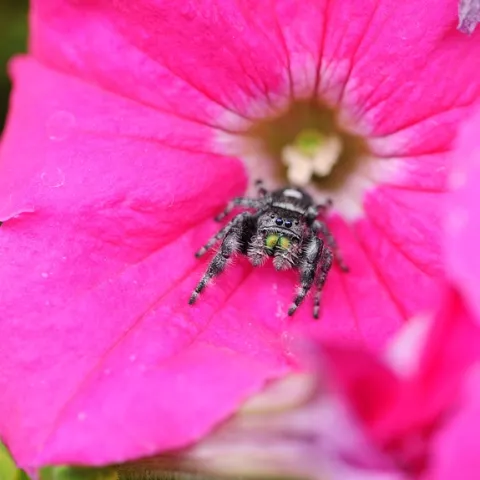 Jumping spider on a petunia. (Photo by Kathy Keatley Garvey)