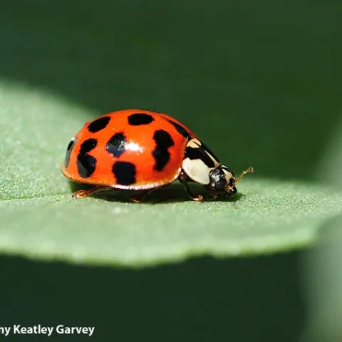 A lady beetle, aka ladybug, prowling on a fava bean leaf. (Photo by Kathy Keatley Garvey)