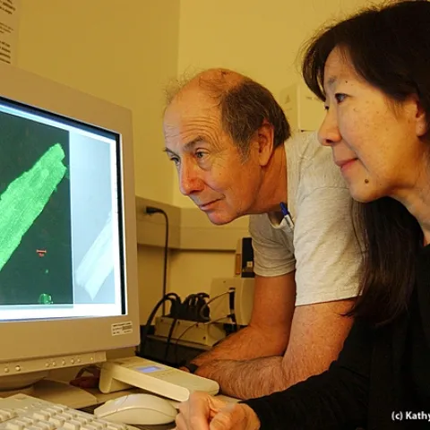 Heart researchers Bruce Hammock and Nipavan Chiamvimonvat. (Photo by Kathy Keatley Garvey)
