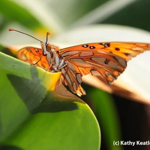 Gulf Fritillary butterfly touches down on the leaves of an Amaryllis, aka naked lady. (Photo by Kathy Keatley Garvey)