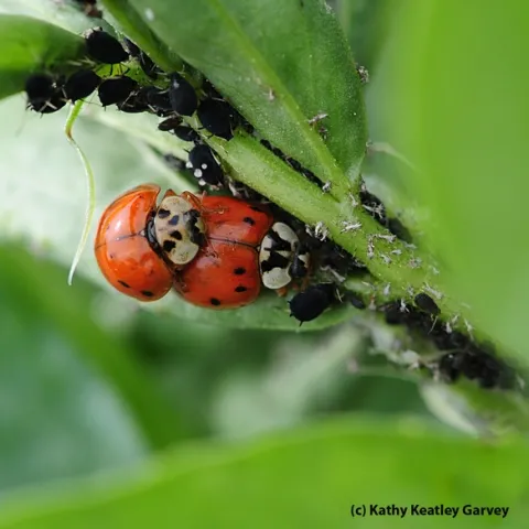 Ladybugs mating; the female continues to munch aphids. (Photo by Kathy Keatley Garvey)