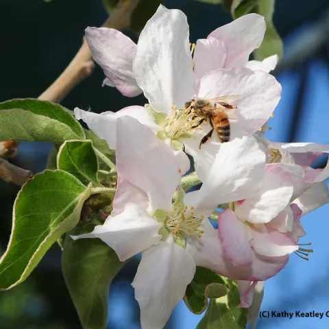 Honey bee gathering the sweet nectar. (Photo by Kathy Keatley Garvey)