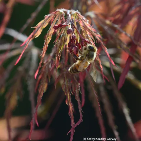 Honey bee foraging on a Japanese maple. (Photo by Kathy Keatley Garvey)