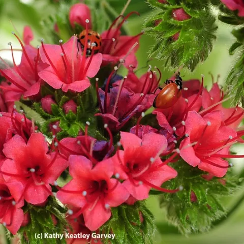 Two ladybugs in a tower of jewels, Echium wildpretii. (Photo by Kathy Keatley Garvey)