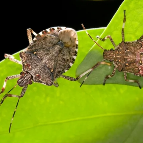 Brown marmorated stink bugs. (USDA, Stephen Ausmus)