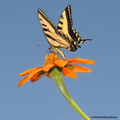 Western tiger swallowtail, Papilio rutulus, on a Mexican sunflower, Tithonia. (Photo by Kathy Keatley Garvey