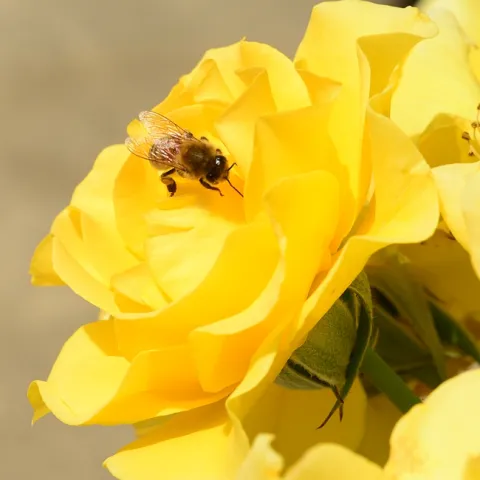Honey bee foraging on a yellow rose, "Sparkle and Shine!" (Photo by Kathy Keatley Garvey)