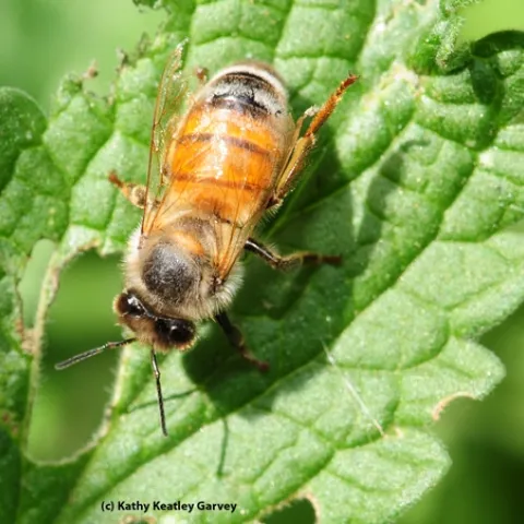 Honey bee tumbles off a flowering catmint and lands on a leaf. (Photo by Kathy Keatley Garvey)