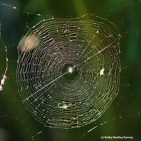 Backlit by the morning sun, a spider web glows, glistens and glitters. (Photo by Kathy Keatley Garvey)