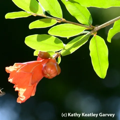 A backlit honey bee heads for a pomegranate blossom. (Photo by Kathy Keatley Garvey)