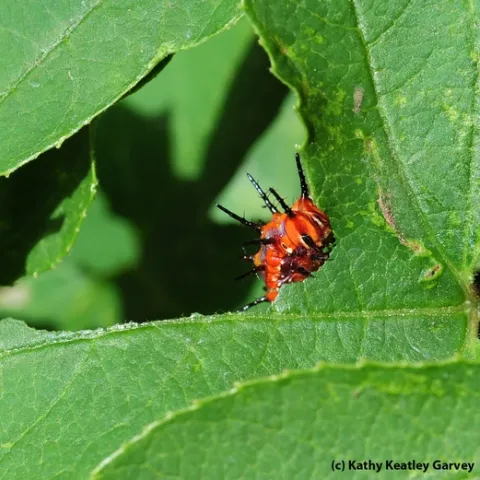 Gulf fritillary caterpillar munching away on passion flower leaves. (Photo by Kathy Keatley Garvey)