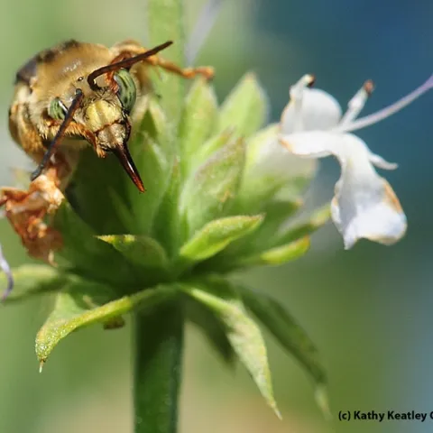 Male long-horned bee, genus Melissodes, probably Melissodes communis, as identified by Robbin Thorp. It is on salvia (sage). (Photo by Kathy Keatley Garvey)