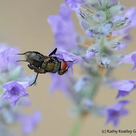 Newly emerged green bottle fly nectaring on lavender. (Photo by Kathy Keatley Garvey)