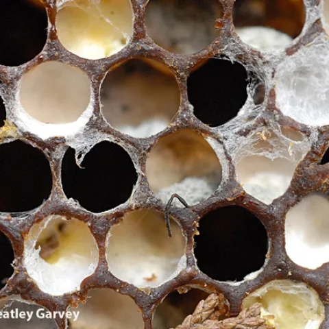 Colony collapse disorder--the bee antenna tells it all. (Photo by Kathy Keatley Garvey)