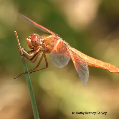 A female flame skimmer. (Photo by Kathy Keatley Garvey)