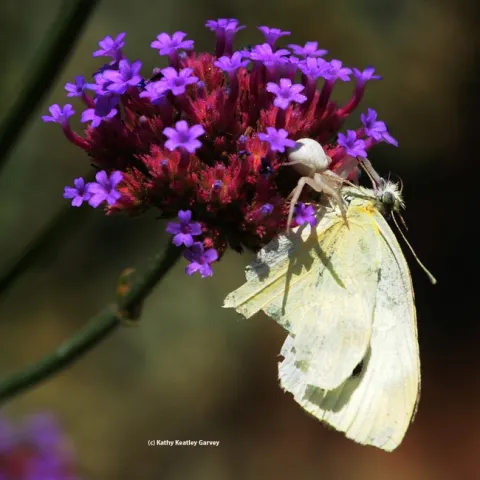 Crab spider with its kill, a cabbage white butterly. (Photo by Kathy Keatley Garvey)