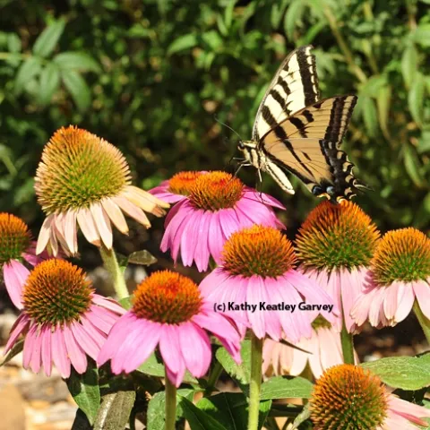 Western tiger swallowtail on a purple coneflower. (Photo by Kathy Keatley Garvey