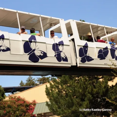 California dogface butterfly is illustrated on the California State Fair monorail. (Photo by Kathy Keatley Garvey)