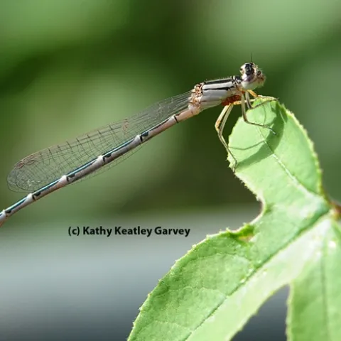 Damselfly, with water mites attached, lands on the leaf of a passion flower vine. (Photo by Kathy Keatley Garvey)