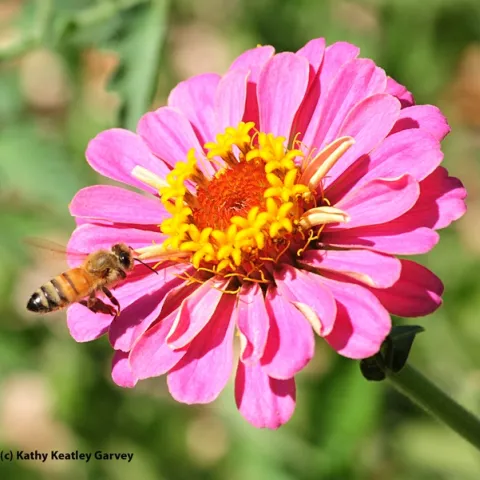 A honey bee zeroing in on a zinnia. (Photo by Kathy Keatley Garvey)