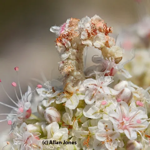 Larva of an emerald moth, Synchlora, disguised in florets. (Photo by Allan Jones)