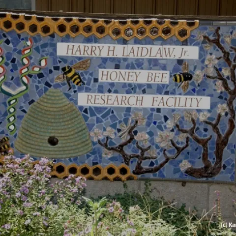 The sign in front of the Laidlaw facility includes bees, a skep, almond blossoms and DNA. It is the work of artist Donna Billick of Davis, a co-founder and co-director of the UC Davis Art/Science Fusion Program. (Photo by Kathy Keatley Garvey)