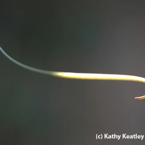 Tiny Gulf Fritillary butterfly egg at end of a tendril on a passionflower vine. (Photo by Kathy Keatley Garvey)