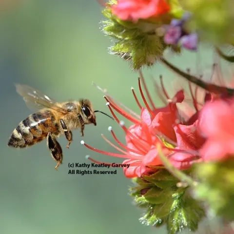 Honey bee heading toward tower of jewels, Echium wildpretii. (Photo by Kathy Keatley Garvey)