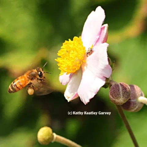Honey bee in flight, heading toward a Japanese anemone and unaware of the jumping spider. (Photo by Kathy Keatley Garvey)