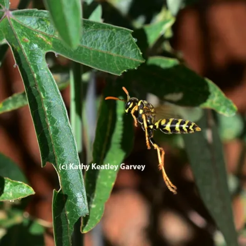 A European paper wasp on the hunt. (Photo by Kathy Keatley Garvey)