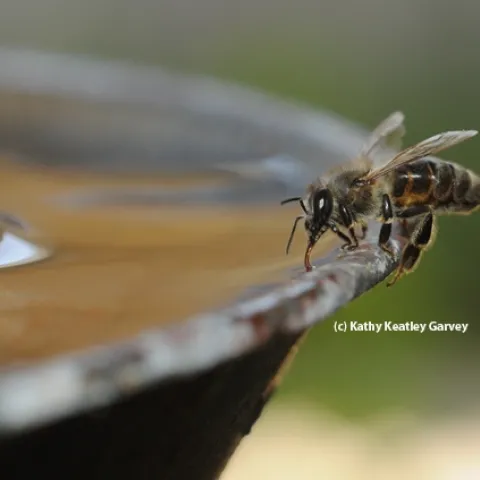 A Carniolan honey bee sipping water from a fountain. (Photo by Kathy Keatley Garvey)