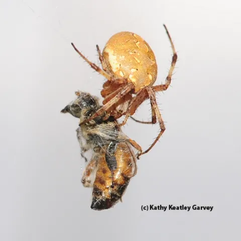 Western spotted orb weaver snares and wraps a honey bee. (Photo by Kathy Keatley Garvey)