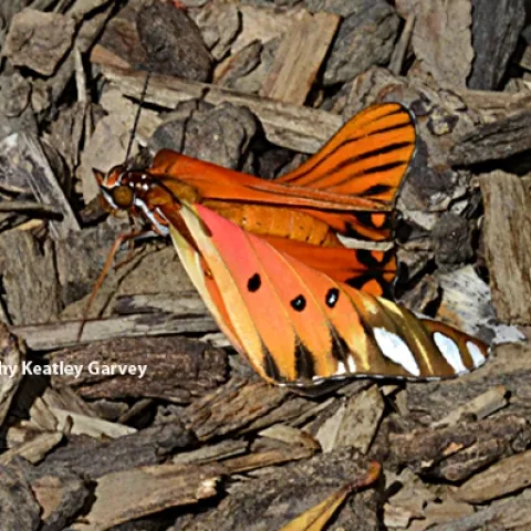 Newly emerged Gulf Fritillary butterfly, fresh from its chrysalis, lands on a bed of wood chips. (Photo by Kathy Keatley Garvey)
