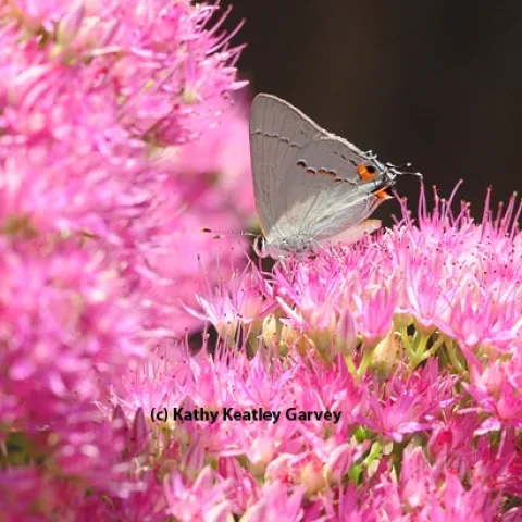 A gray hairstreak foraging in sedum. (Photo by Kathy Keatley Garvey)