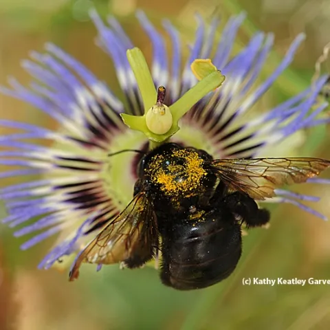 A female Valley carpenter bee is covered with yellow pollen. (Photo by Kathy Keatley Garvey)