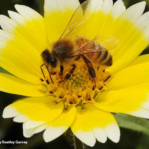 Honey bee foraging on a tidy tips wildflower, Layia platyglossa. (Photo by Kathy Keatley Garvey)