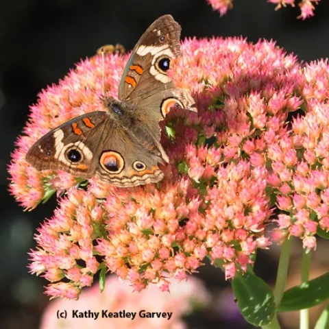 Buckeye butterfly on sedum. Note the missing chunks of its wings. (Photo by Kathy Keatley Garvey)
