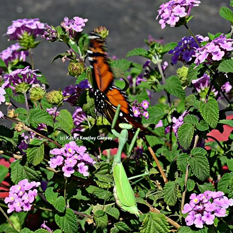 A praying mantis leaps at a fluttering butterfly. (Photo by Kathy Keatley Garvey)