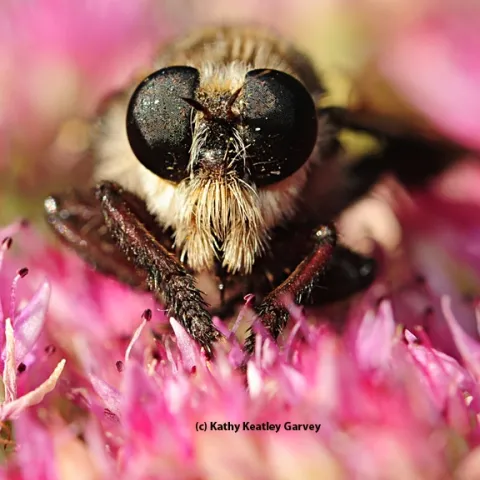 Close-up shot of a robber fly's eyes. (Photo by Kathy Keatley Garvey)
