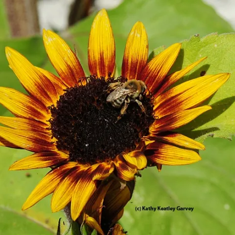 Sunflower bee, Melissodes agilis, on sunflower. (Photo by Kathy Keatley Garvey)