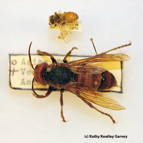 The world's largest hornet next to a honey bee. (Photo by Kathy Keatley Garvey)