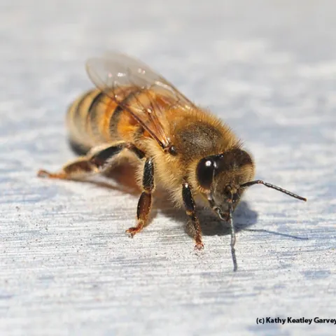 Mead! It all begins with the honey bee. (Photo by Kathy Keatley Garvey)