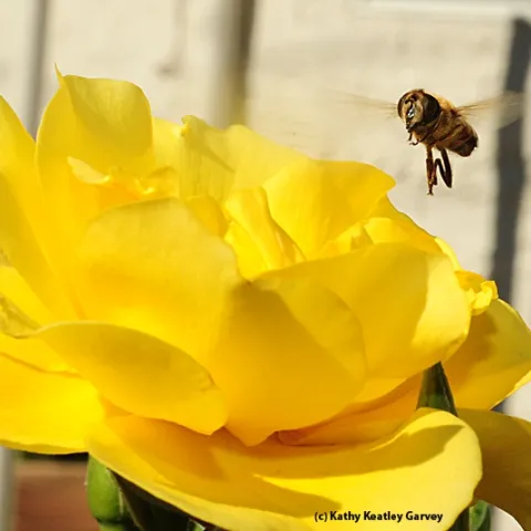 A drone fly heads for a Sparkle and Shine blossom. (Photo by Kathy Keatley Garvey)