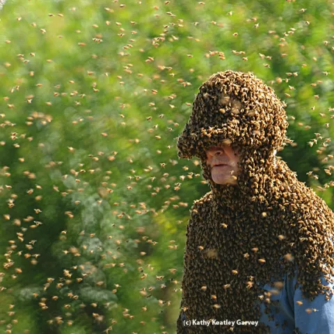 Norm Gary in his bee suit. (Photo by Kathy Keatley Garvey)